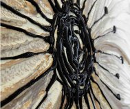 BROKEN UP PETUNIA MIRROR PINTDECOR